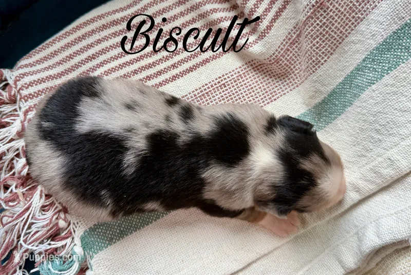Biscult – Miniature Australian Shepherd puppy for sale in Sandy Hook, KY