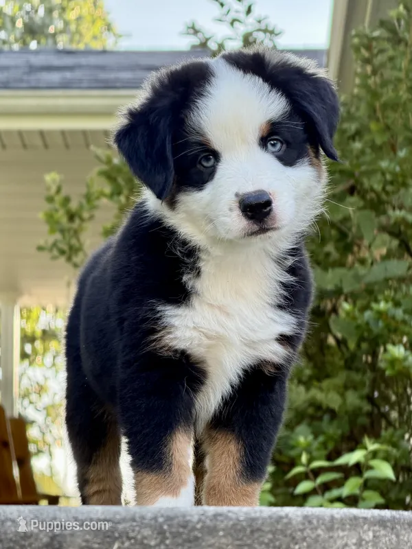 Andy – Miniature Australian Shepherd puppy for sale in Sandy Hook, KY