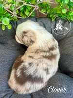 Clover, a female Miniature Australian Shepherd for sale in Sandy Hook, KY – Photo 3 of 3