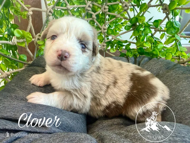 Clover – Miniature Australian Shepherd puppy for sale in Sandy Hook, KY