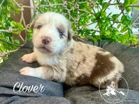 Clover, a female Miniature Australian Shepherd for sale in Sandy Hook, KY – Photo 1 of 3