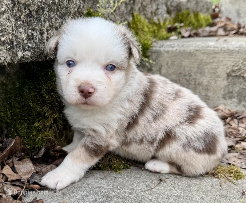 Penny, a female Miniature Australian Shepherd for sale in Sandy Hook, KY – Photo 1 of 5