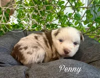 Penny, a female Miniature Australian Shepherd for sale in Sandy Hook, KY – Photo 4 of 5