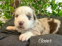 Clover, a female Miniature Australian Shepherd for sale in Sandy Hook, KY – Photo 2 of 3