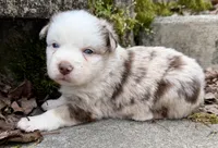 Penny, a female Miniature Australian Shepherd for sale in Sandy Hook, KY – Photo 2 of 5