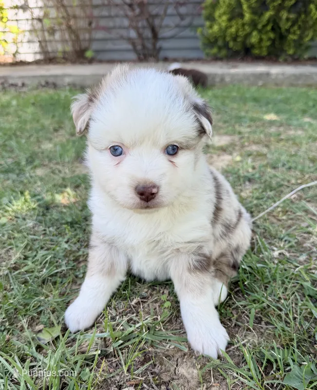 Penny – Miniature Australian Shepherd puppy for sale in Sandy Hook, KY