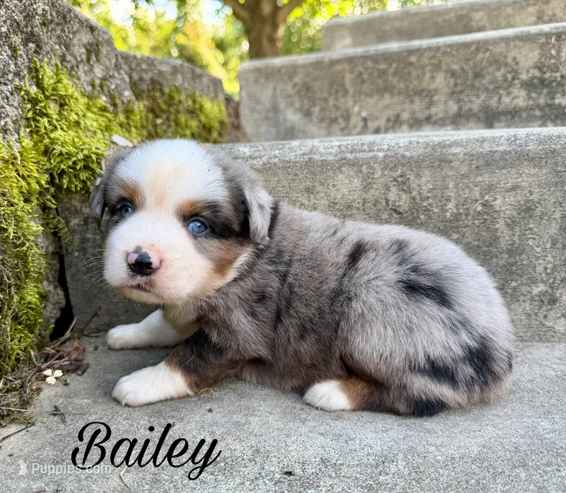 Bailey – Miniature Australian Shepherd puppy for sale in Sandy Hook, KY