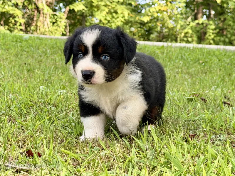 Blitz – Miniature Australian Shepherd puppy for sale in Sandy Hook, KY