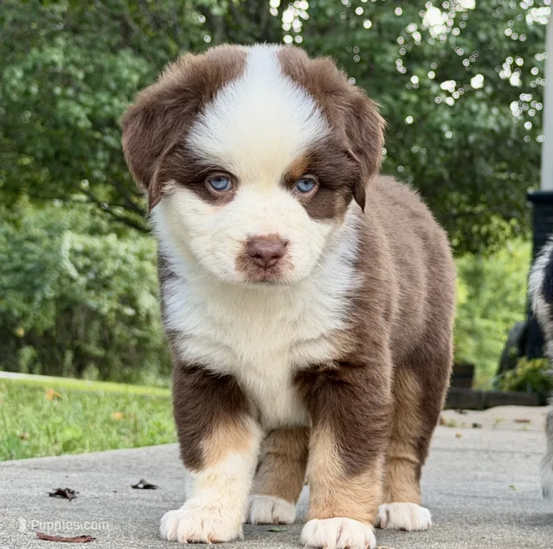 Athena – Miniature Australian Shepherd puppy for sale in Sandy Hook, KY
