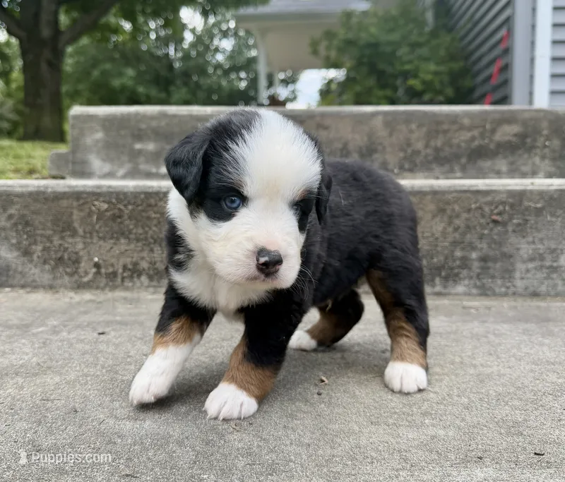 Andy – Miniature Australian Shepherd puppy for sale in Sandy Hook, KY
