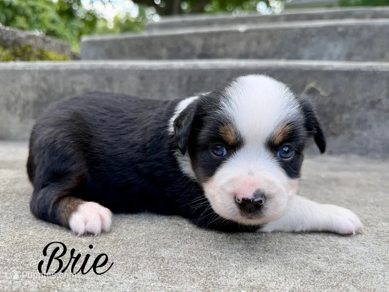 Brie – Miniature Australian Shepherd puppy for sale in Sandy Hook, KY
