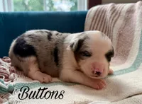 Buttons, a female Miniature Australian Shepherd for sale in Sandy Hook, KY – 2 of 3
