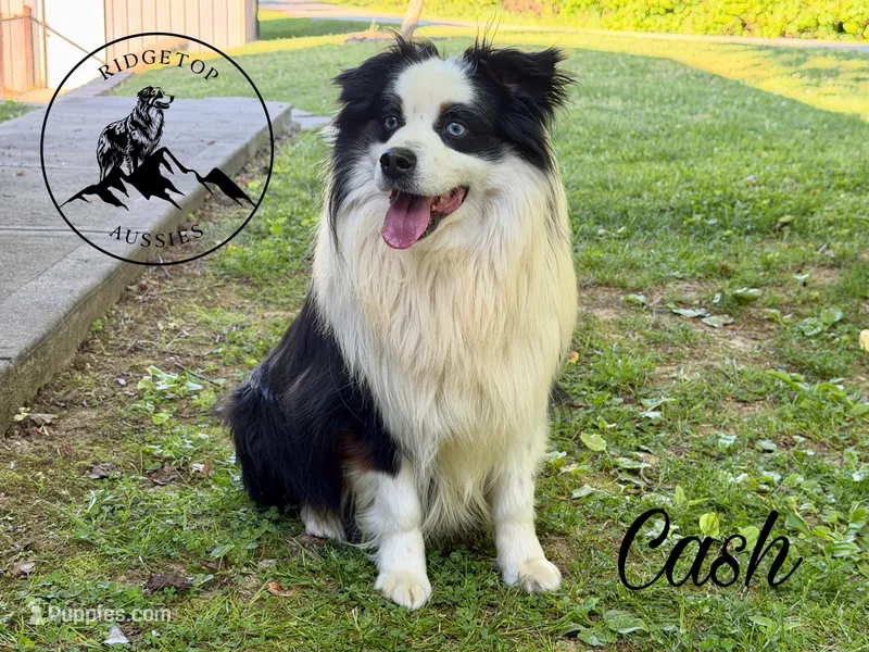 Cash – Miniature Australian Shepherd puppy for sale in Sandy Hook, KY