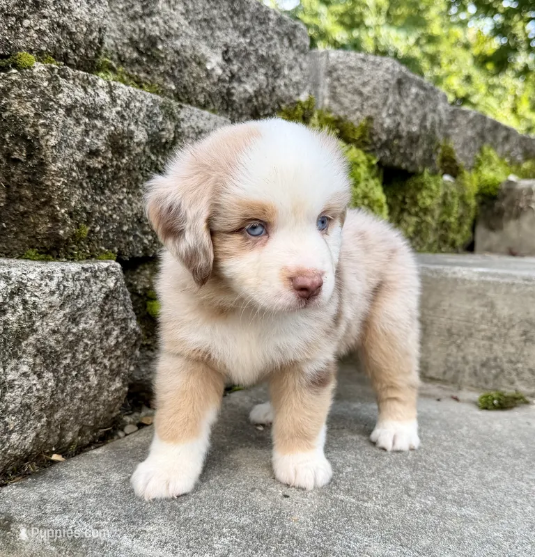 Astro – Miniature Australian Shepherd puppy for sale in Sandy Hook, KY