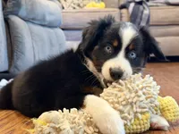 Betty, a female Miniature Australian Shepherd for sale in Sandy Hook, KY – 1 of 5