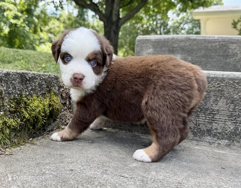 Athena – Miniature Australian Shepherd puppy for sale in Sandy Hook, KY