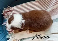 Athena, a female Miniature Australian Shepherd for sale in Sandy Hook, KY – 2 of 3