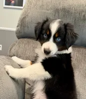 Betty, a female Miniature Australian Shepherd for sale in Sandy Hook, KY – 2 of 5