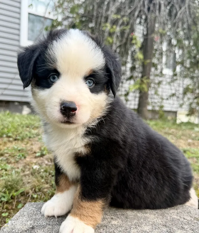 Andy – Miniature Australian Shepherd puppy for sale in Sandy Hook, KY