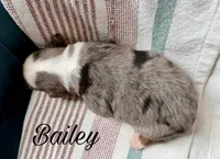 Bailey, a male Miniature Australian Shepherd for sale in Sandy Hook, KY – 2 of 3
