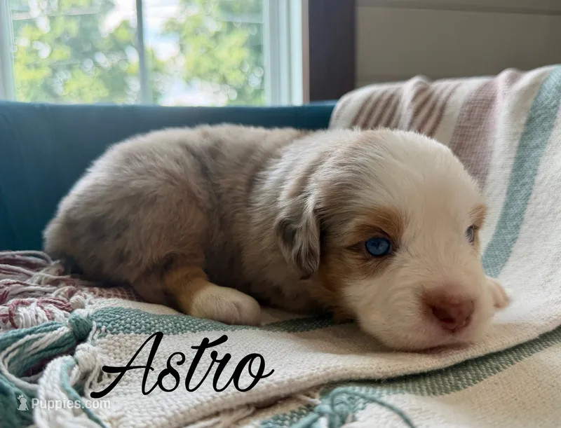 Astro – Miniature Australian Shepherd puppy for sale in Sandy Hook, KY