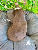 Lucky, a male Miniature Australian Shepherd for sale in Sandy Hook, KY – Photo 3 of 3