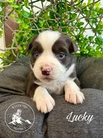 Lucky, a male Miniature Australian Shepherd for sale in Sandy Hook, KY – Photo 2 of 3