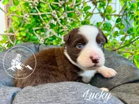 Lucky, a male Miniature Australian Shepherd for sale in Sandy Hook, KY – Photo 1 of 3
