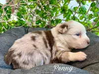 Penny, a female Miniature Australian Shepherd for sale in Sandy Hook, KY – Photo 2 of 3