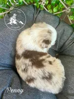 Penny, a female Miniature Australian Shepherd for sale in Sandy Hook, KY – Photo 3 of 3