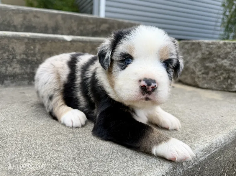 Atlas – Miniature Australian Shepherd puppy for sale in Sandy Hook, KY