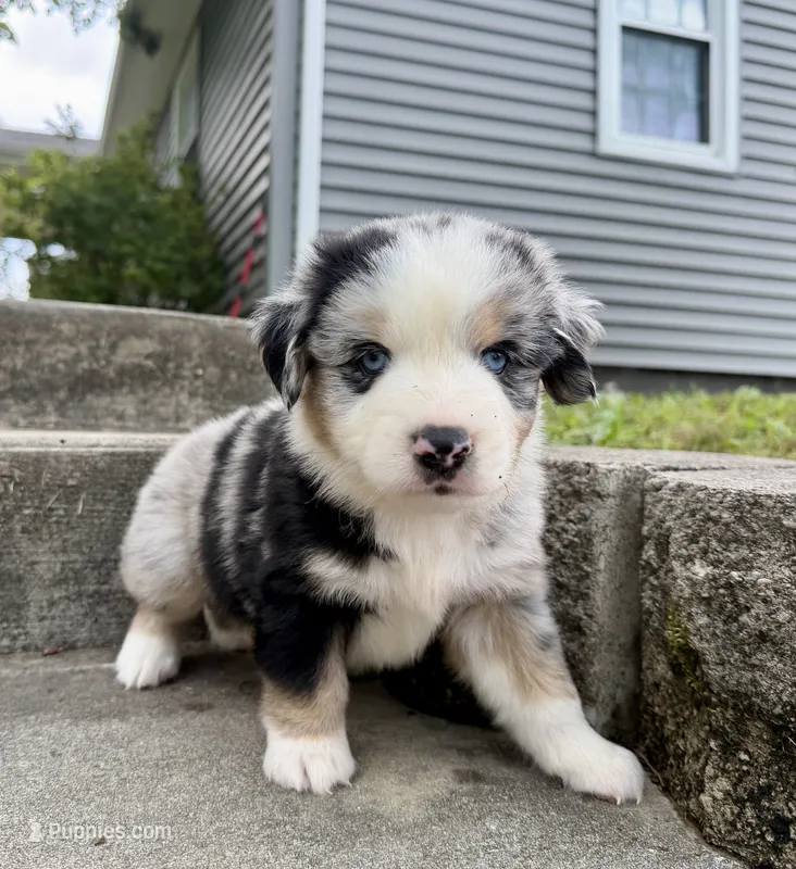 Atlas – Miniature Australian Shepherd puppy for sale in Sandy Hook, KY