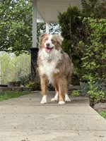 Banjo, a male Miniature Australian Shepherd for sale in Sandy Hook, KY – 4 of 5