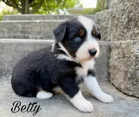 Betty, a female Miniature Australian Shepherd for sale in Sandy Hook, KY – 3 of 6