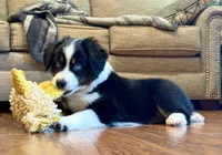 Betty, a female Miniature Australian Shepherd for sale in Sandy Hook, KY – 3 of 5
