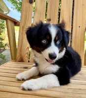 Betty, a female Miniature Australian Shepherd for sale in Sandy Hook, KY – 5 of 5