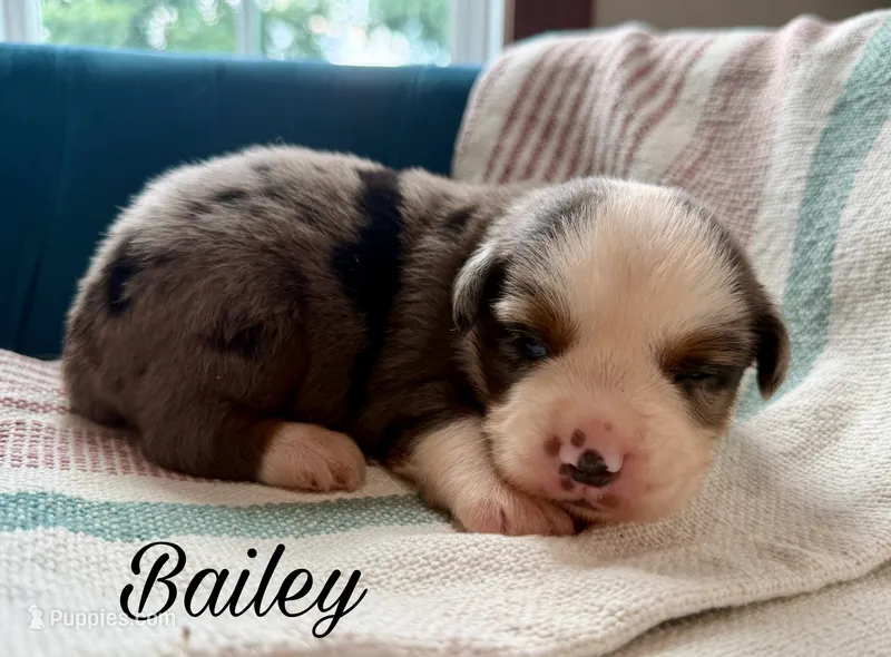 Bailey – Miniature Australian Shepherd puppy for sale in Sandy Hook, KY