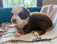 Athena, a female Miniature Australian Shepherd for sale in Sandy Hook, KY – 3 of 3
