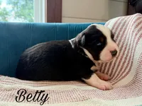 Betty, a female Miniature Australian Shepherd for sale in Sandy Hook, KY – 1 of 2