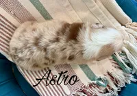 Astro, a male Miniature Australian Shepherd for sale in Sandy Hook, KY – 3 of 4