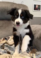 Betty, a female Miniature Australian Shepherd for sale in Sandy Hook, KY – 4 of 5