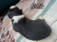 Blitz, a male Miniature Australian Shepherd for sale in Sandy Hook, KY – 2 of 2