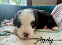 Andy, a male Miniature Australian Shepherd for sale in Sandy Hook, KY – 2 of 3