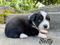 Betty, a female Miniature Australian Shepherd for sale in Sandy Hook, KY – 4 of 6