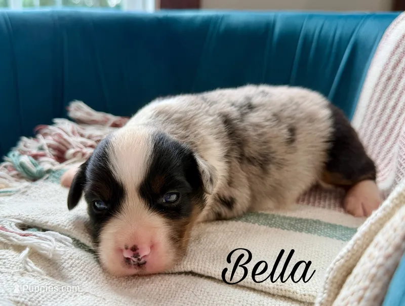 Bella – Miniature Australian Shepherd puppy for sale in Sandy Hook, KY