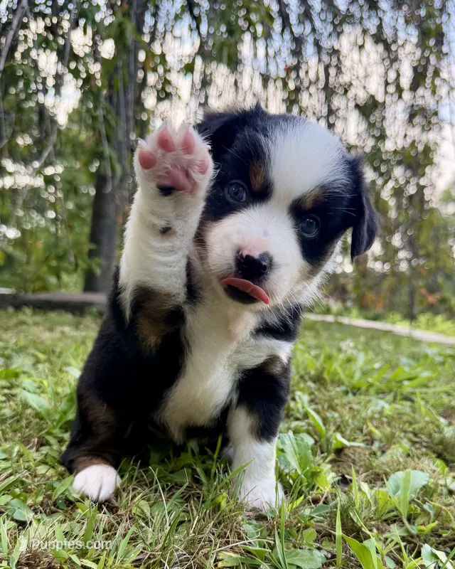 Brie – Miniature Australian Shepherd puppy for sale in Sandy Hook, KY