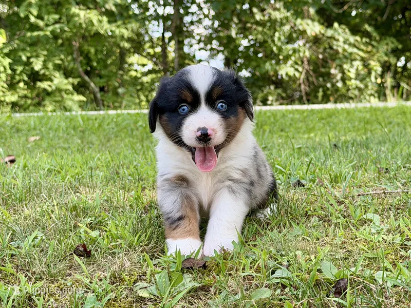 Bella – Miniature Australian Shepherd puppy for sale in Sandy Hook, KY