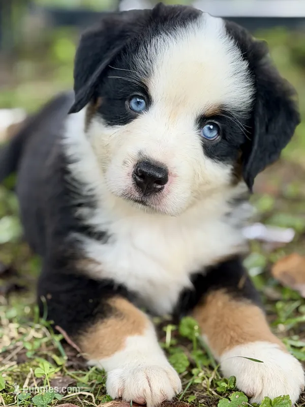 Andy – Miniature Australian Shepherd puppy for sale in Sandy Hook, KY