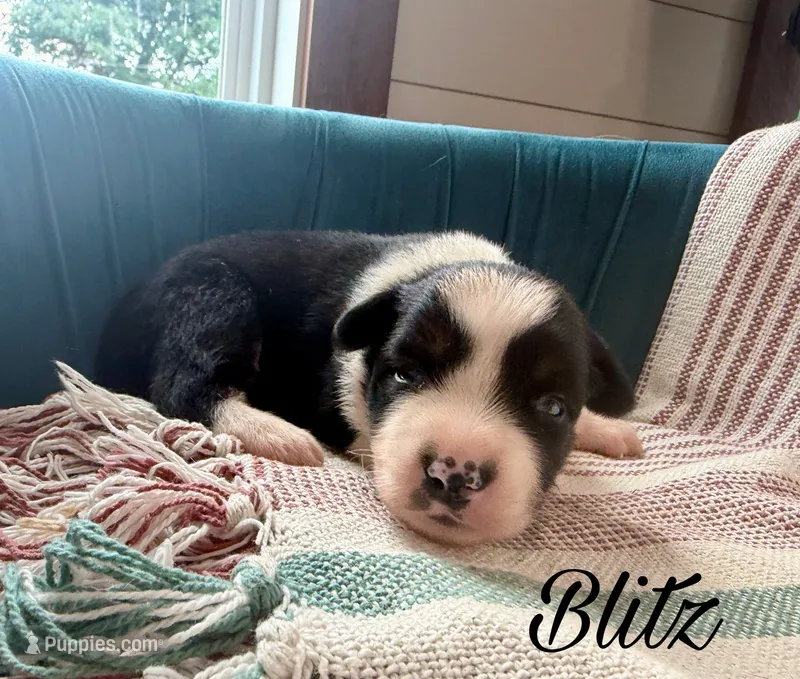 Blitz – Miniature Australian Shepherd puppy for sale in Sandy Hook, KY