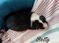 Betty, a female Miniature Australian Shepherd for sale in Sandy Hook, KY – 2 of 2